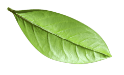 green leaf essentials to middle