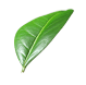 green leaf to testimonials