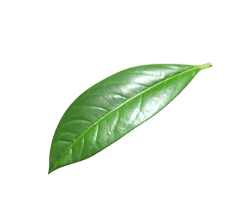 green leaf top to rick