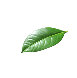 green leaf to testimonials