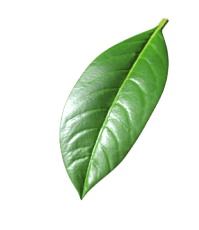 green leaf essentials bottom