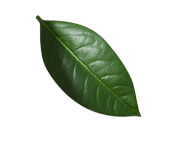 green leaf